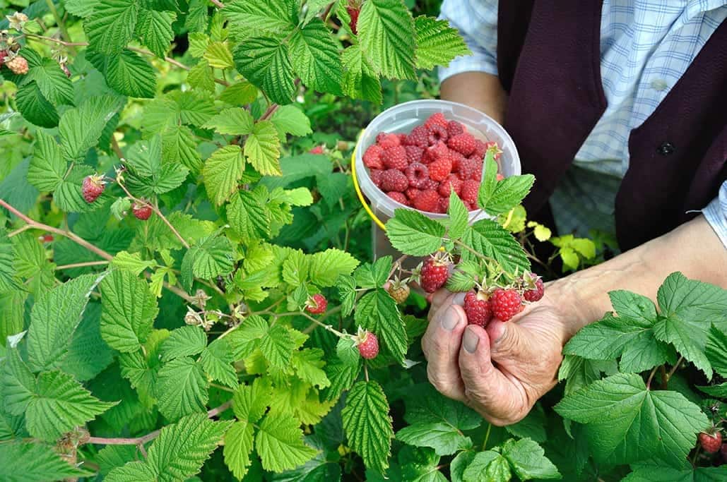 17 fruits que vous pouvez facilement cultiver à la maison et déguster des produits frais - 116 17 fruits que vous pouvez facilement cultiver à la maison et déguster des produits frais - 115