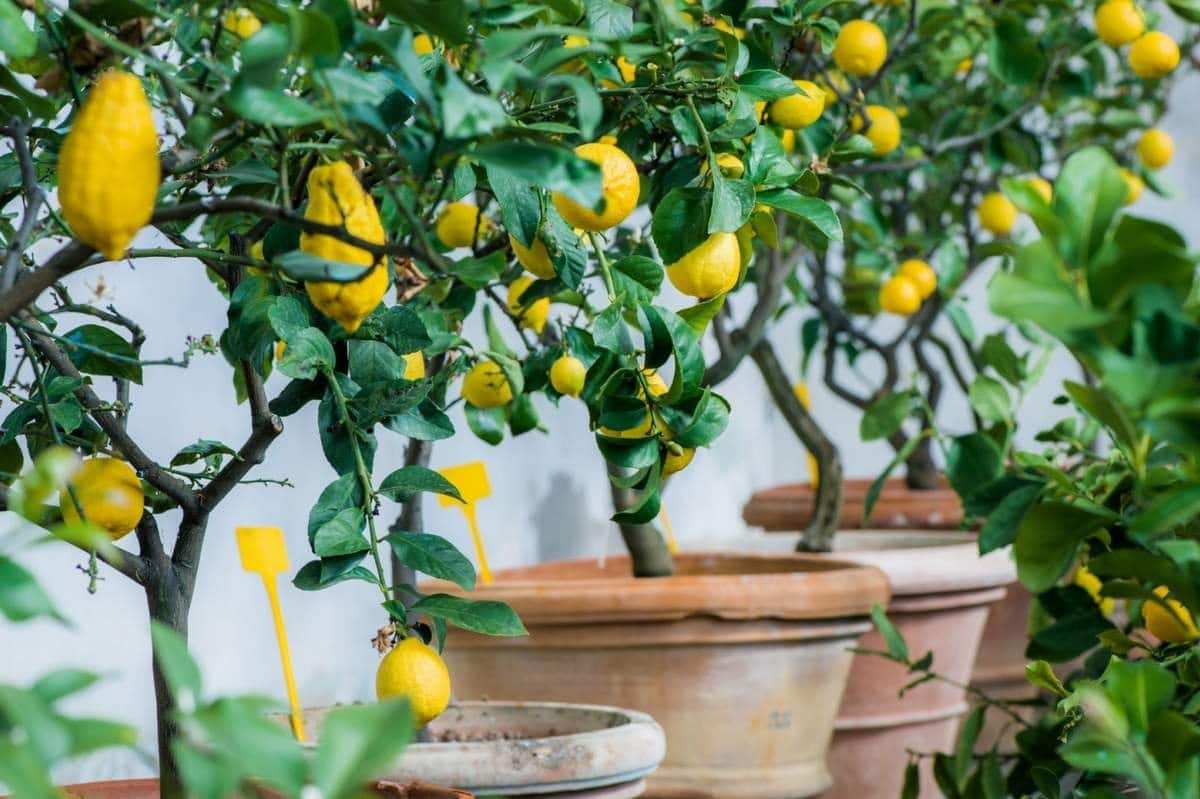 17 fruits que vous pouvez facilement cultiver à la maison et déguster des produits frais - 118 17 fruits que vous pouvez facilement cultiver à la maison et déguster des produits frais - 117