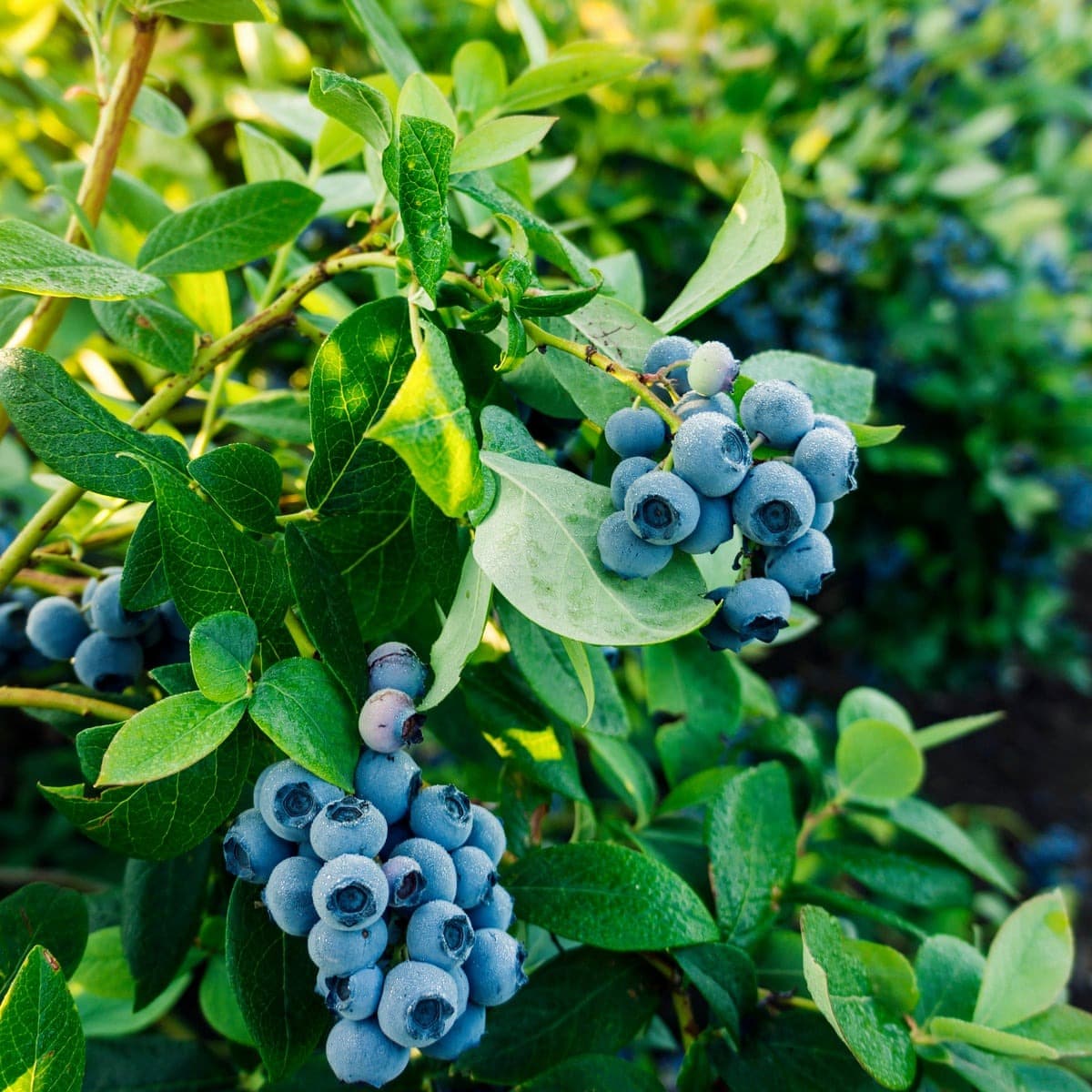 17 fruits que vous pouvez facilement cultiver à la maison et déguster des produits frais - 124 17 fruits que vous pouvez facilement cultiver à la maison et déguster des produits frais - 123