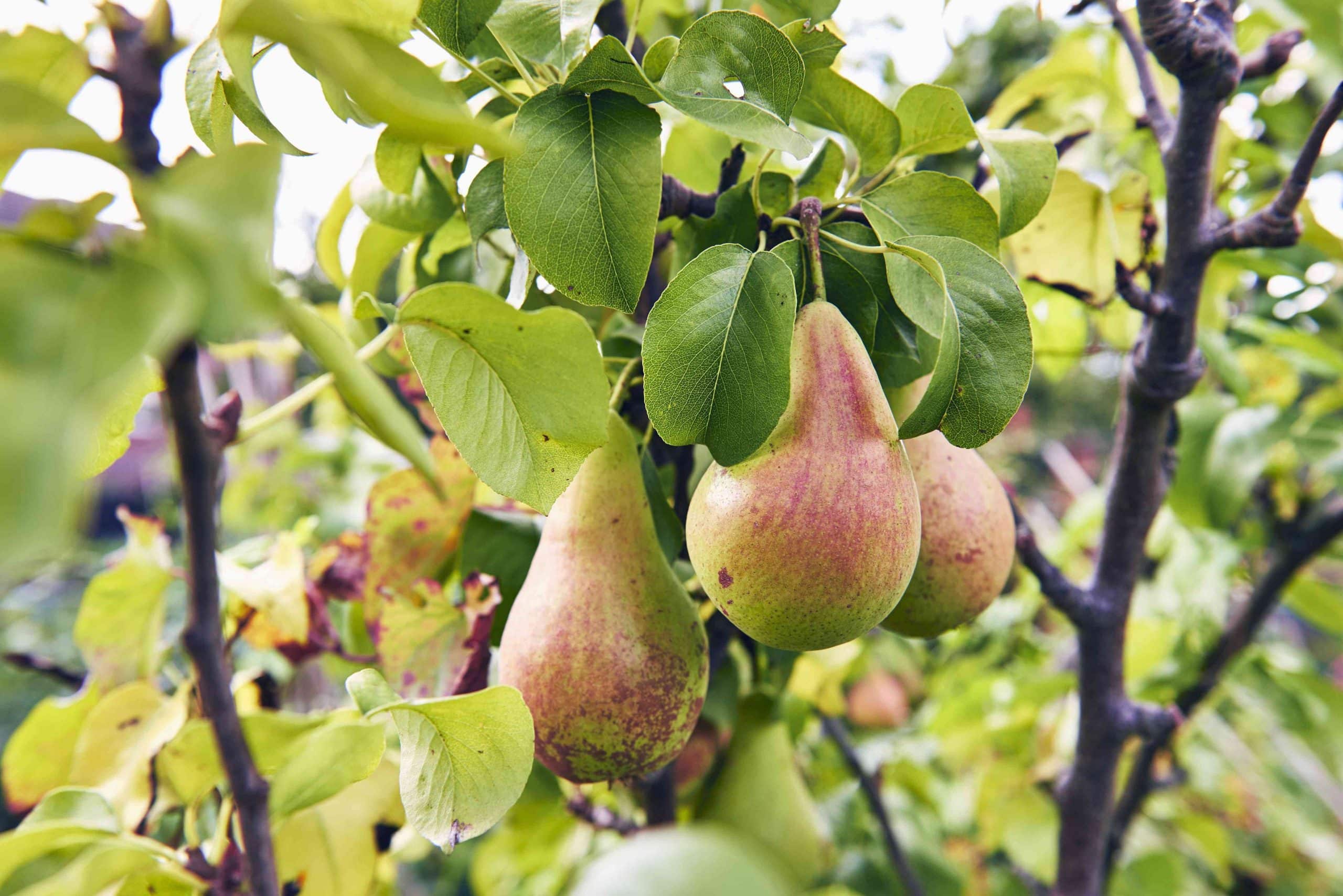 17 fruits que vous pouvez facilement cultiver à la maison et déguster des produits frais - 128 17 fruits que vous pouvez facilement cultiver à la maison et déguster des produits frais - 127