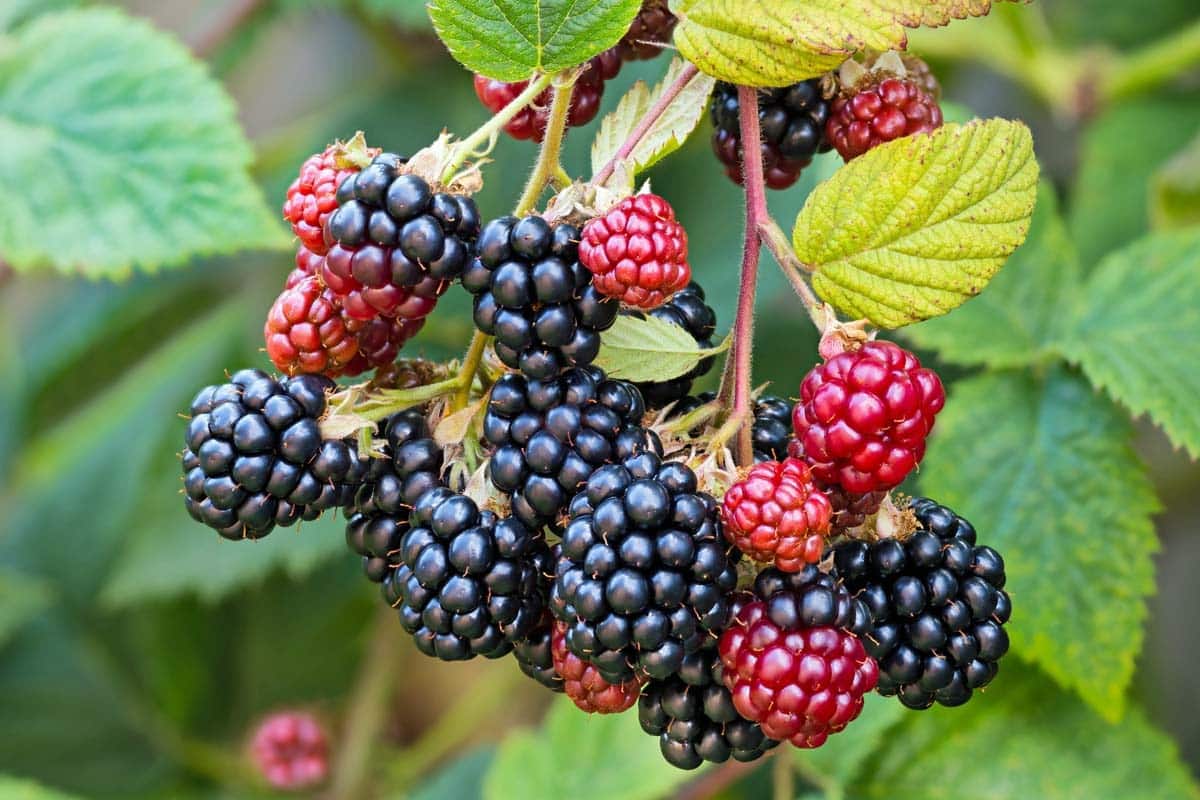17 fruits que vous pouvez facilement cultiver à la maison et déguster des produits frais - 132 17 fruits que vous pouvez facilement cultiver à la maison et déguster des produits frais - 131