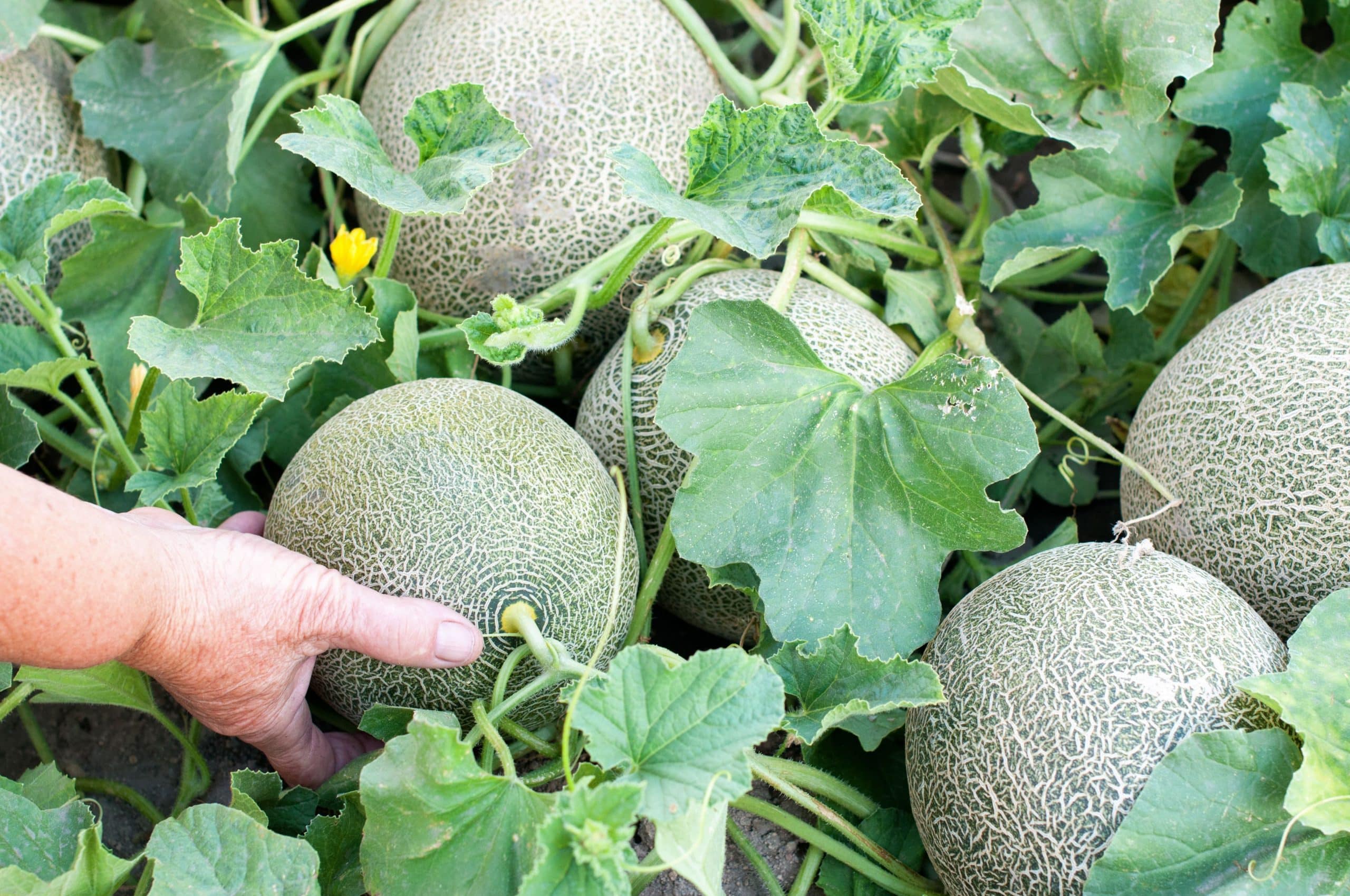 17 fruits que vous pouvez facilement cultiver à la maison et déguster des produits frais - 134 17 fruits que vous pouvez facilement cultiver à la maison et déguster des produits frais - 133