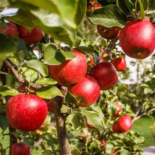 17 fruits que vous pouvez facilement cultiver à la maison et déguster des produits frais - 136 17 fruits que vous pouvez facilement cultiver à la maison et déguster des produits frais - 135