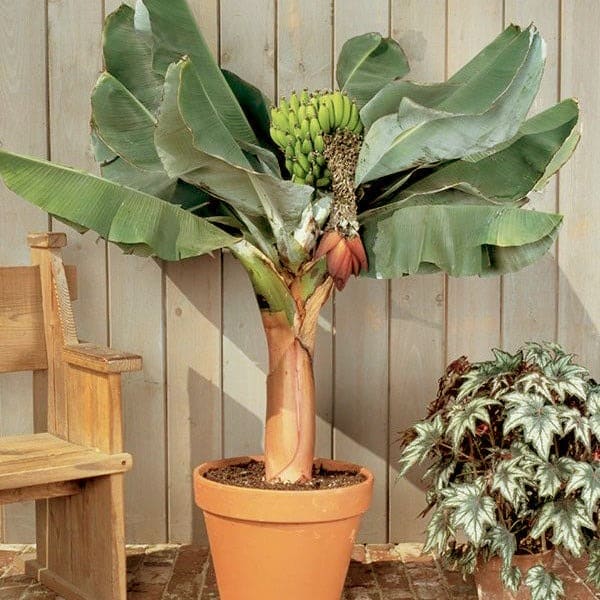 17 fruits que vous pouvez facilement cultiver à la maison et déguster des produits frais - 140 17 fruits que vous pouvez facilement cultiver à la maison et déguster des produits frais - 139