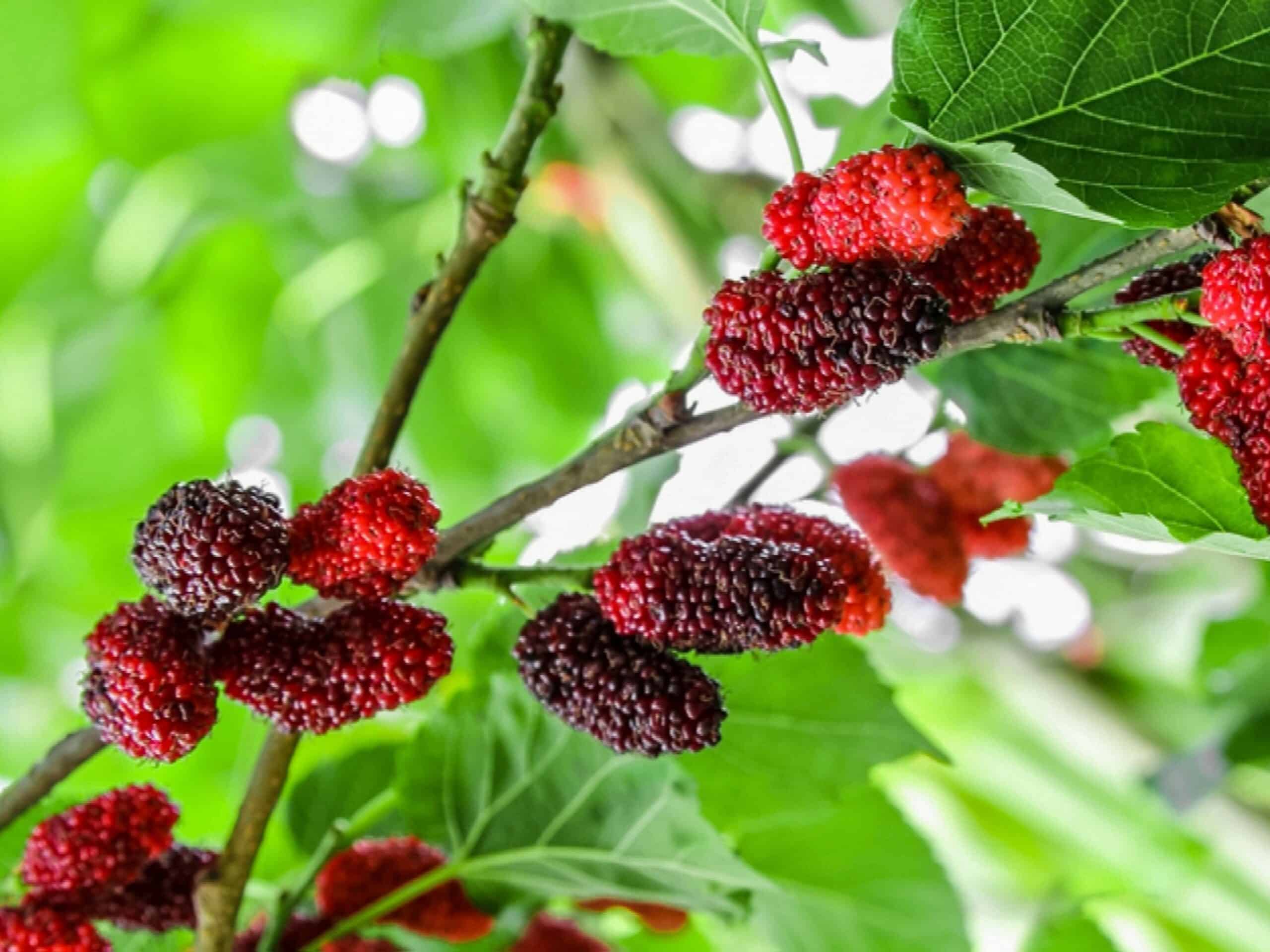 17 fruits que vous pouvez facilement cultiver à la maison et déguster des produits frais - 142 17 fruits que vous pouvez facilement cultiver à la maison et déguster des produits frais - 141