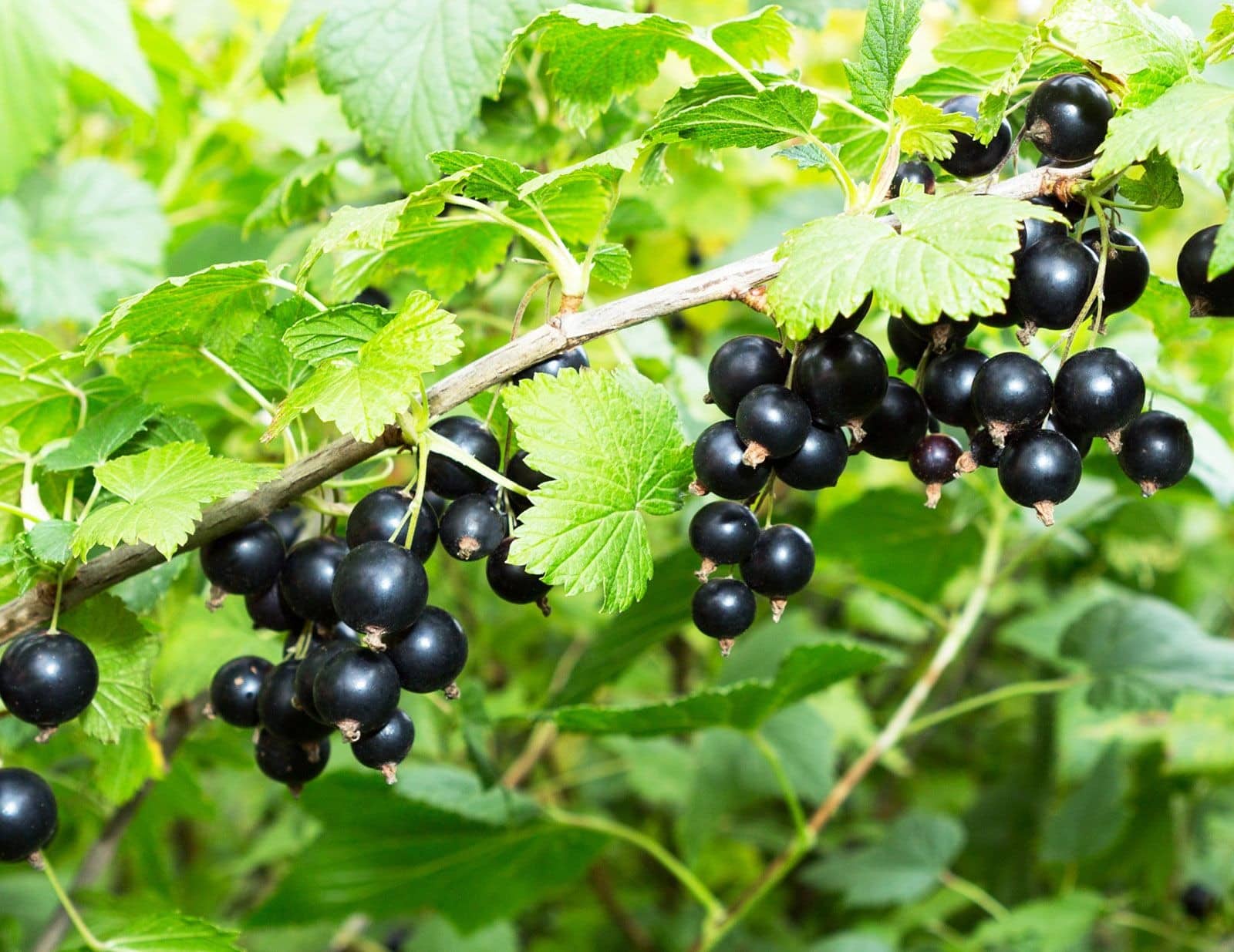 17 fruits que vous pouvez facilement cultiver à la maison et déguster des produits frais - 144 17 fruits que vous pouvez facilement cultiver à la maison et déguster des produits frais - 143