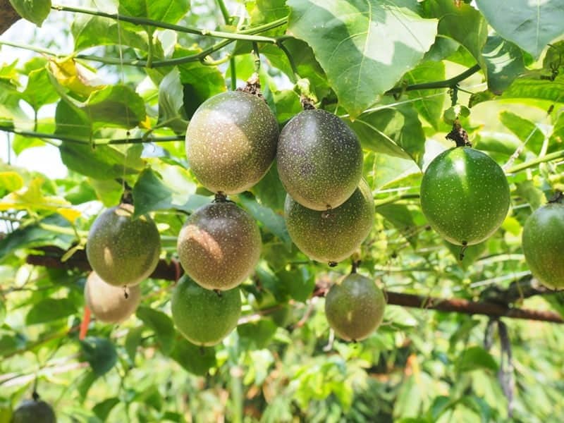 17 fruits que vous pouvez facilement cultiver à la maison et déguster des produits frais - 146 17 fruits que vous pouvez facilement cultiver à la maison et déguster des produits frais - 145