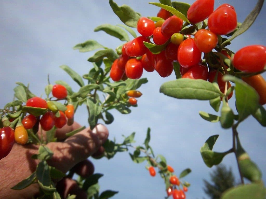 17 fruits que vous pouvez facilement cultiver à la maison et déguster des produits frais - 148 17 fruits que vous pouvez facilement cultiver à la maison et déguster des produits frais - 147
