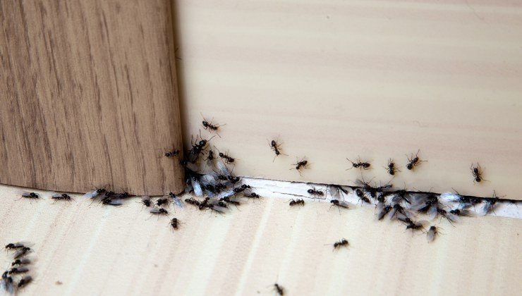 insectes insectes