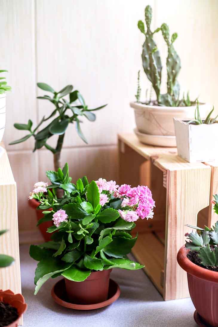 Cactus de Noël : voici comment le cultiver et l'entretenir pour qu'il dure longtemps 3 cactus noel lumiere