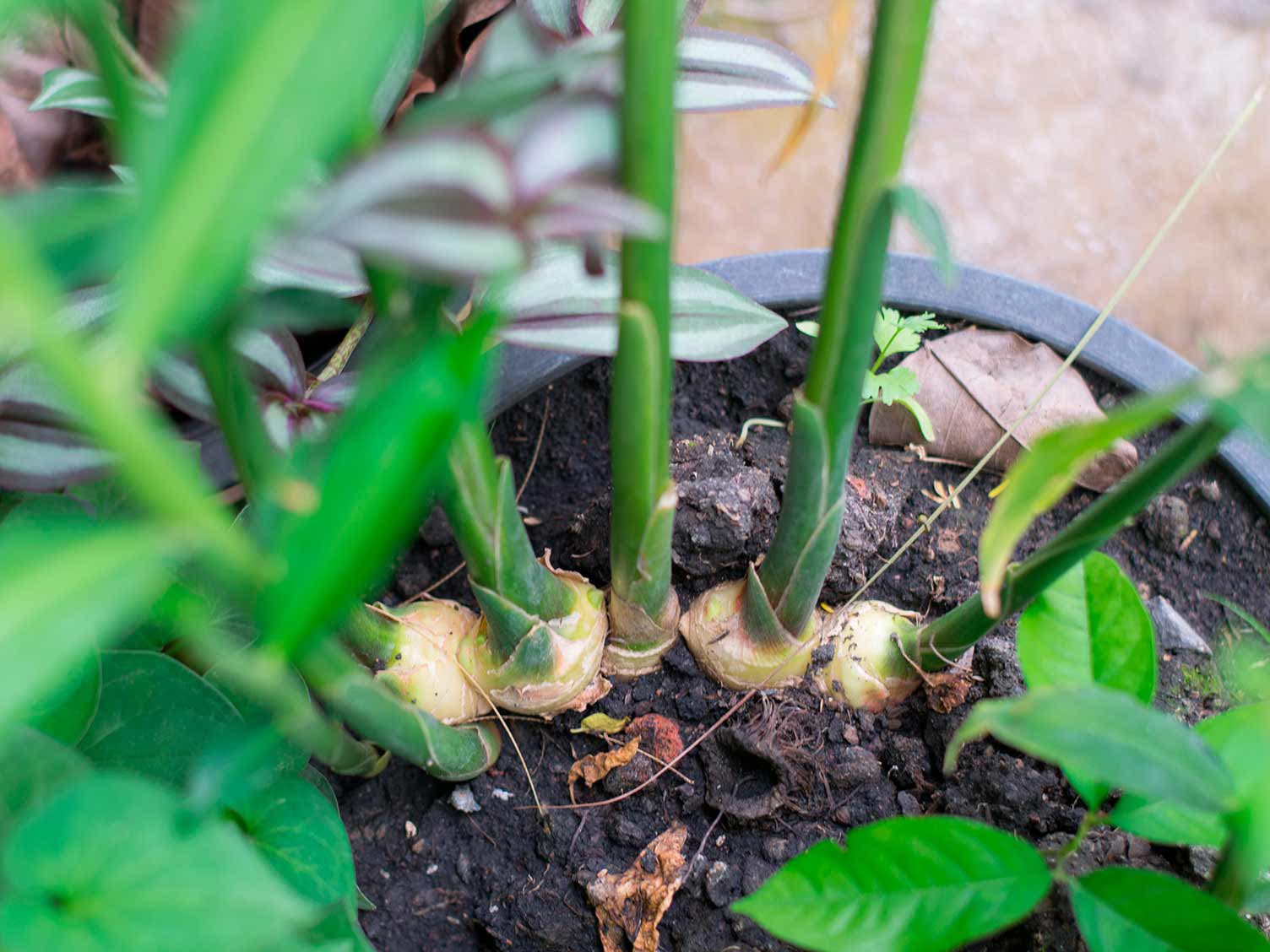 Voici comment faire pousser facilement du gingembre à la maison pour en avoir 2 à l'infini planter du gingembre