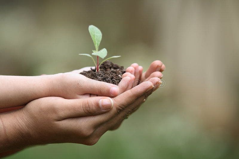Voici comment faire pousser facilement du gingembre à la maison pour en avoir 4 à l'infini plantation