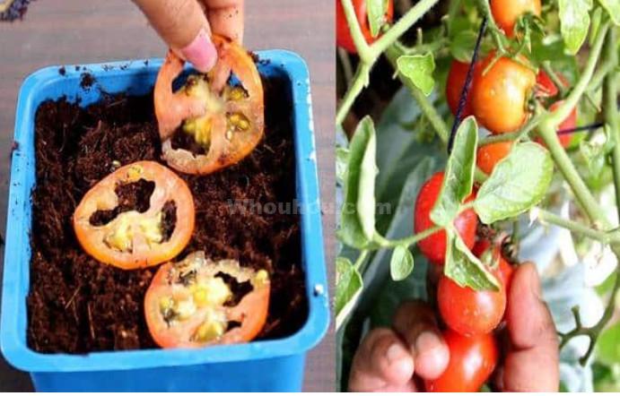 Les 10 Gestes à Faire pour Bien Planter ses Tomates au Potager