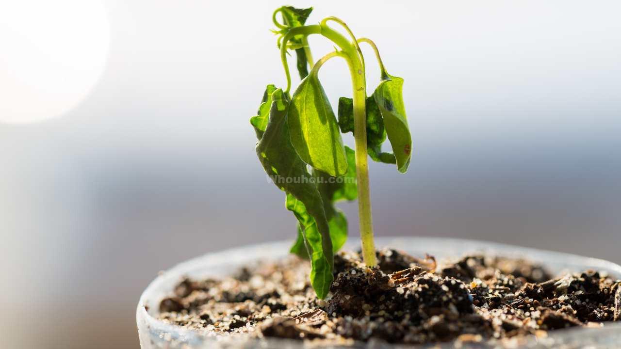 Comment Chouchouter Vos Plantes Griller par le Soleil?