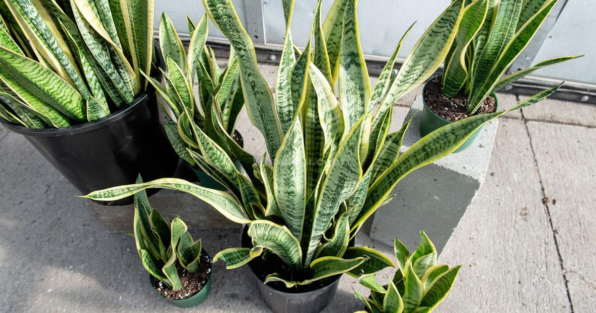 Comment entretenir et multiplier la sansevieria (ou langue de belle-mère)