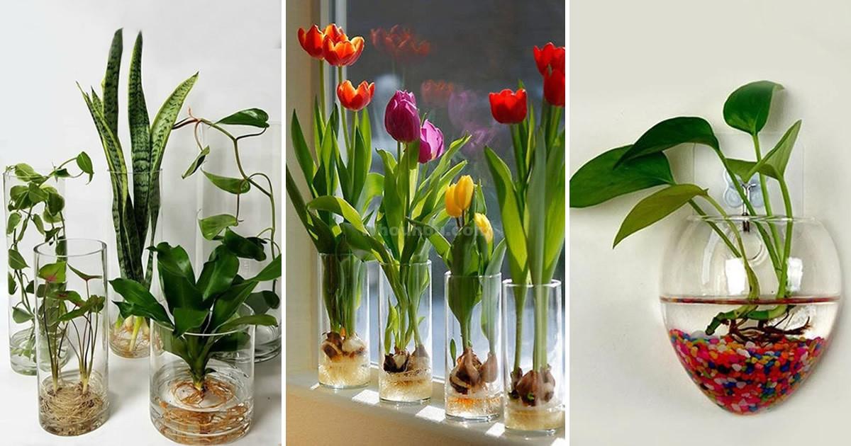 Cultivez votre Eden Liquide: Les Plantes d’Intérieur qui Prospèrent dans l’Eau!