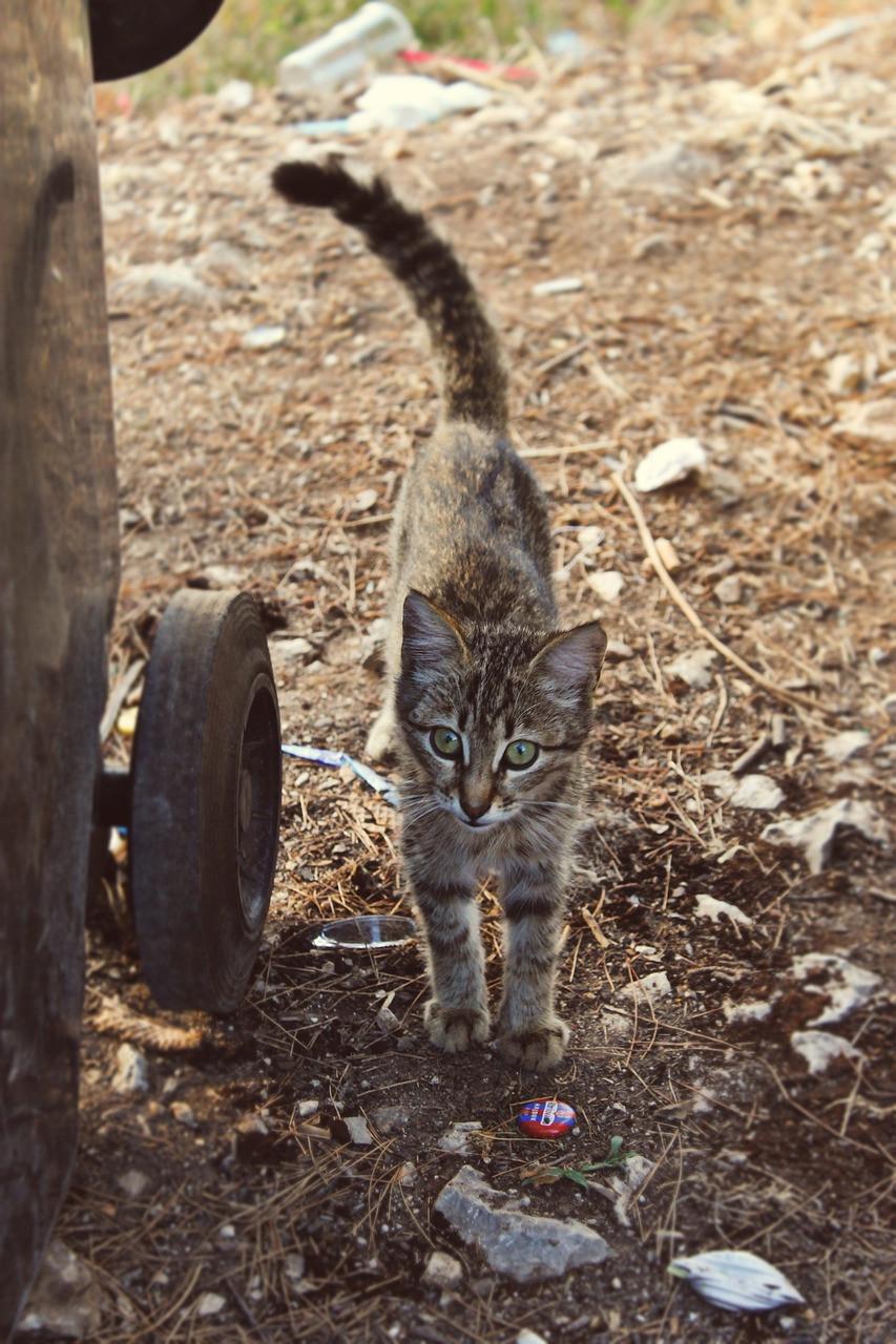 Découvrez comment recycler la litière de votre chat.