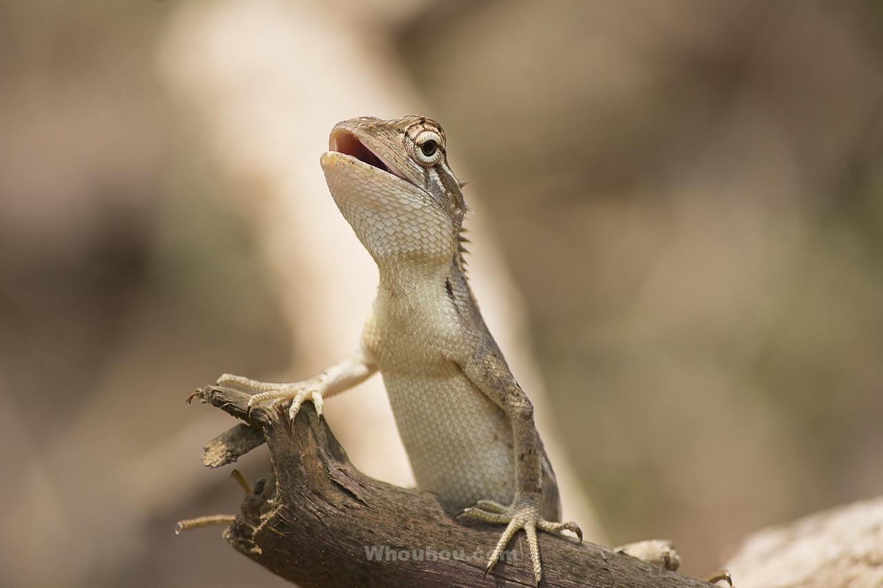 Utiliser l’ail pour éloigner les lézards de votre terrasse