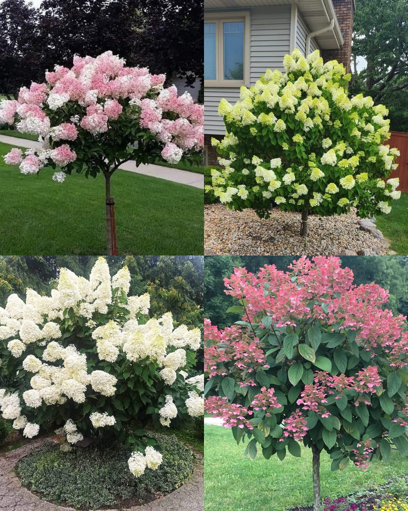 Le Guide Ultime pour Maîtriser la Croissance des Hortensias : Cultivez votre Bonheur