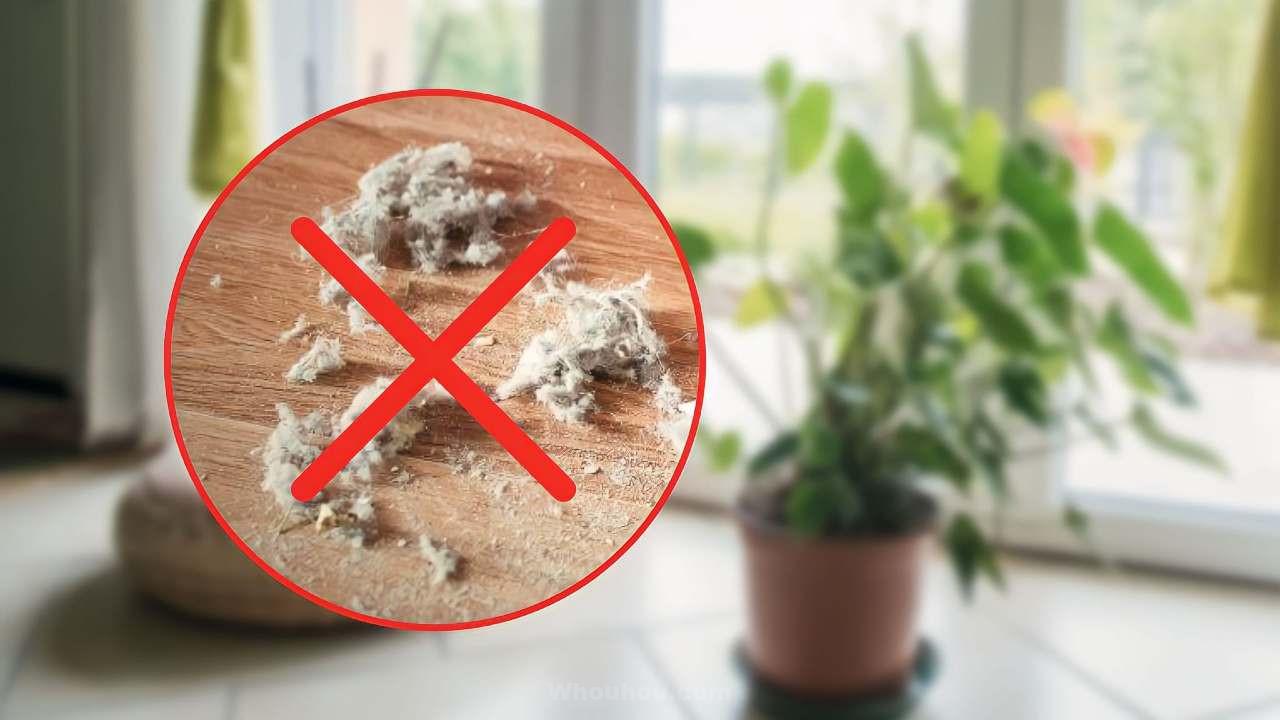 5 plantes qui enlèvent toute la poussière de la maison en 5 minutes