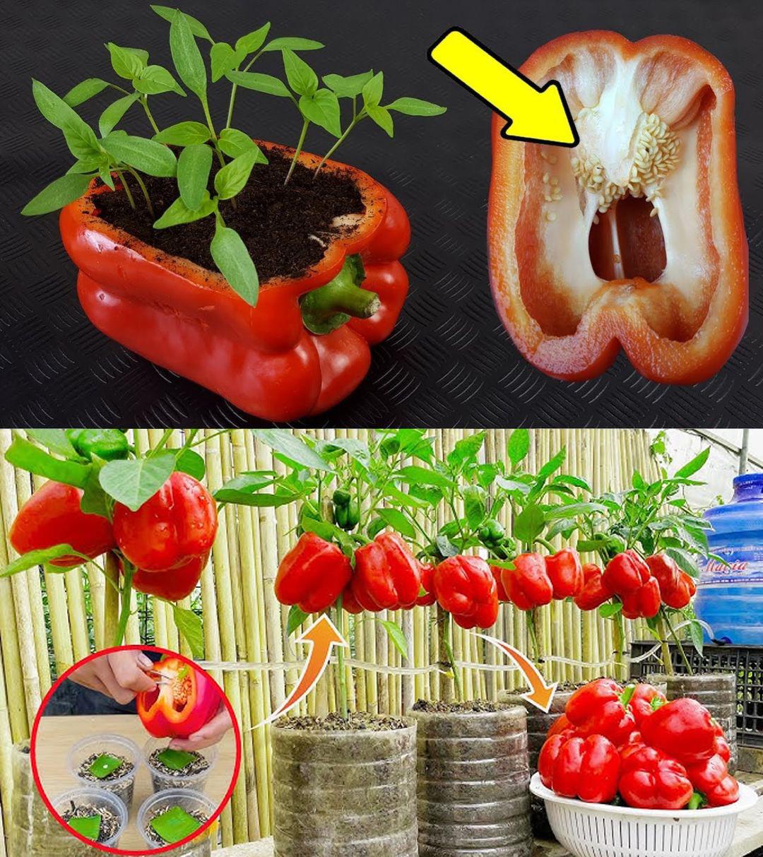 Comment faire pousser des poivrons à la maison : le secret pour avoir une production abondante