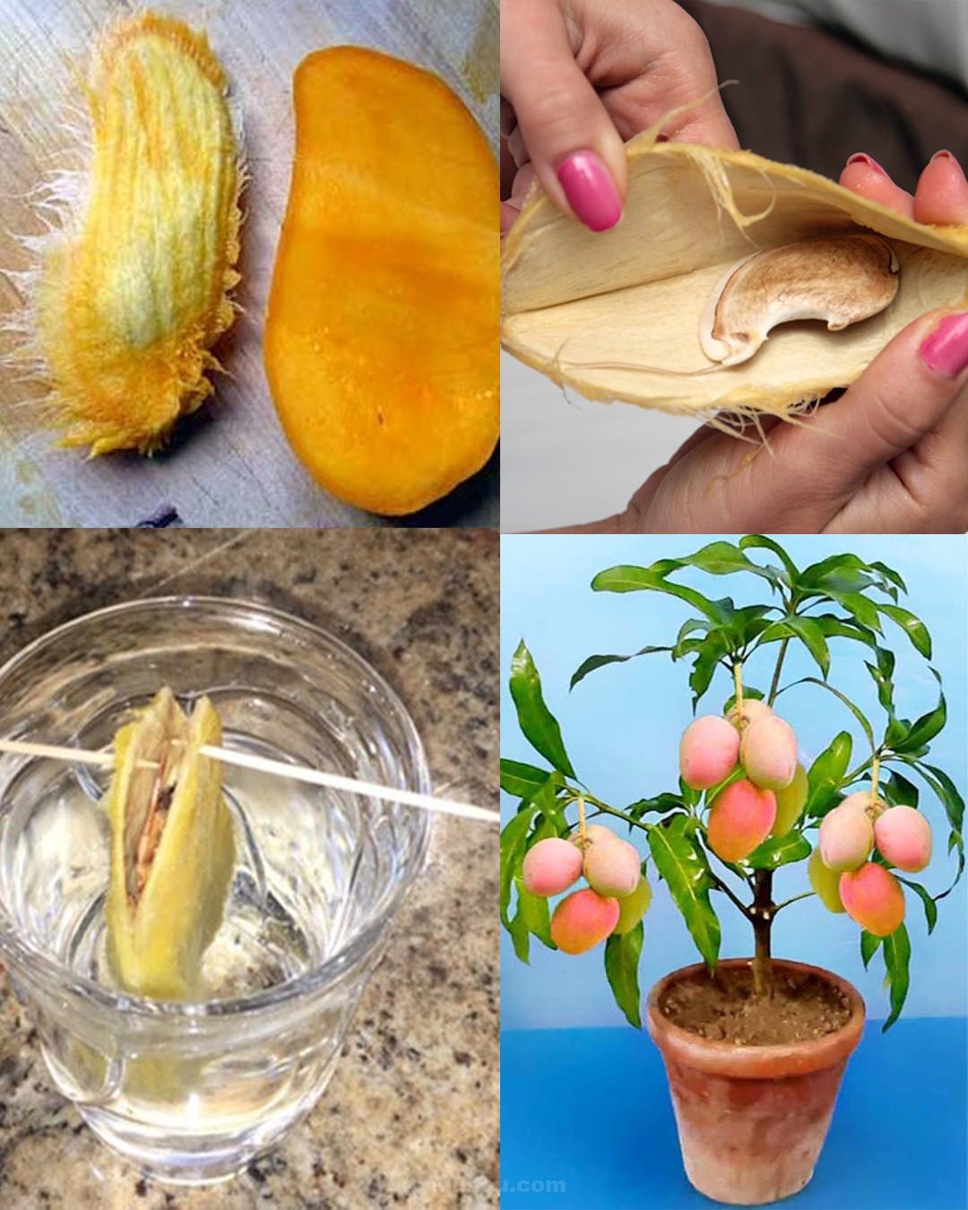 Comment planter une graine de mangue et réussir sa culture en pot