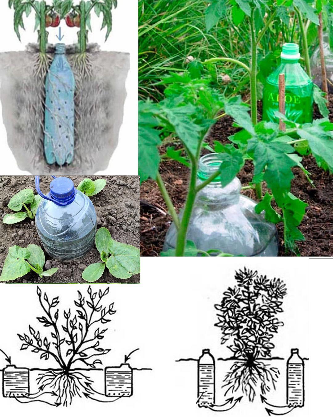 Comment fabriquer un abreuvoir à légumes automatique à l’aide d’une bouteille
