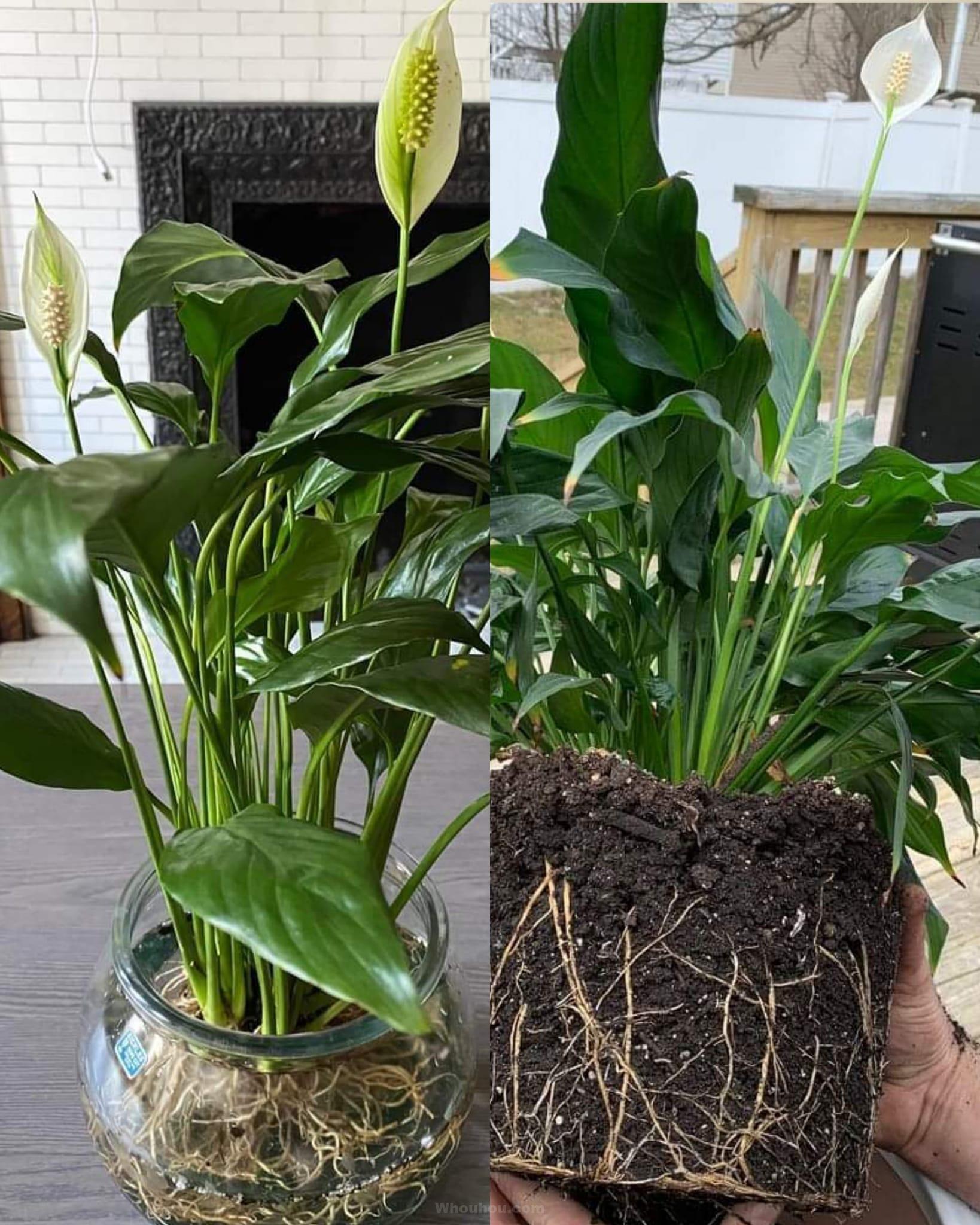 10 façons de faire fleurir votre lis de la paix