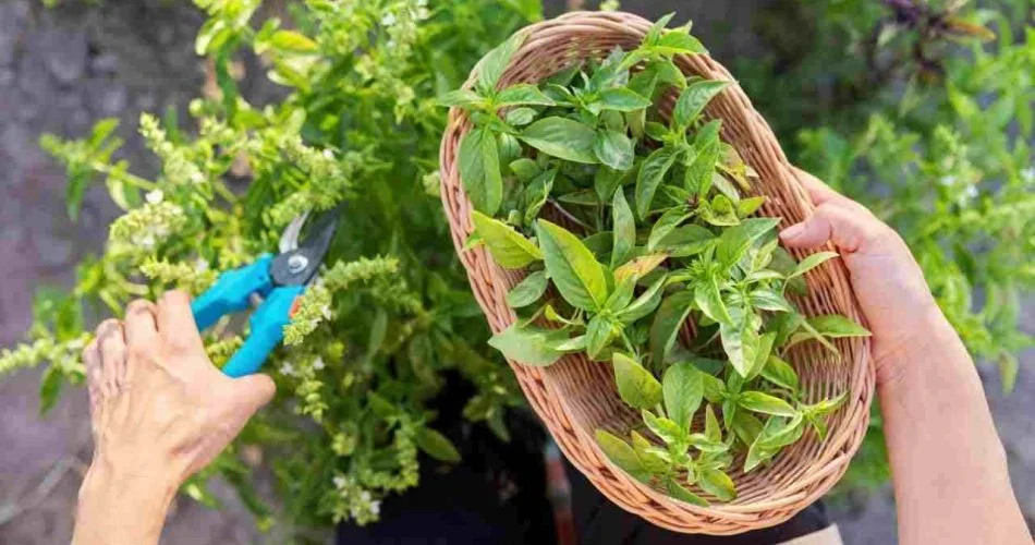 Comment conserver le basilic séché