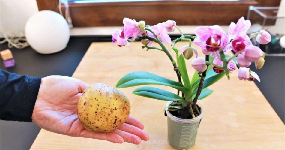 Orchidées, l’astuce pour les faire durer éternellement