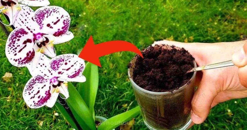 Marc de café sur orchidées, 3 raisons pour lesquelles vous devriez le faire maintenant