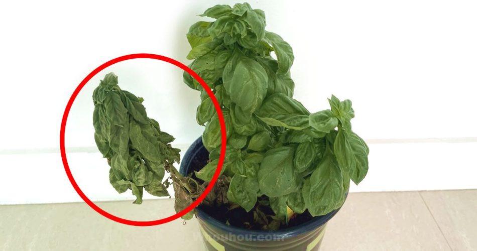 5 erreurs les plus fréquentes qui font mourir vos plantes