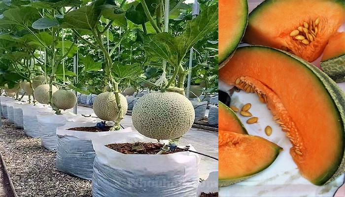 Apprenez étape par étape à planter du melon à la maison en pot.
