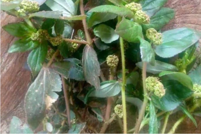 La plante qui soigne plus de 20 maladies