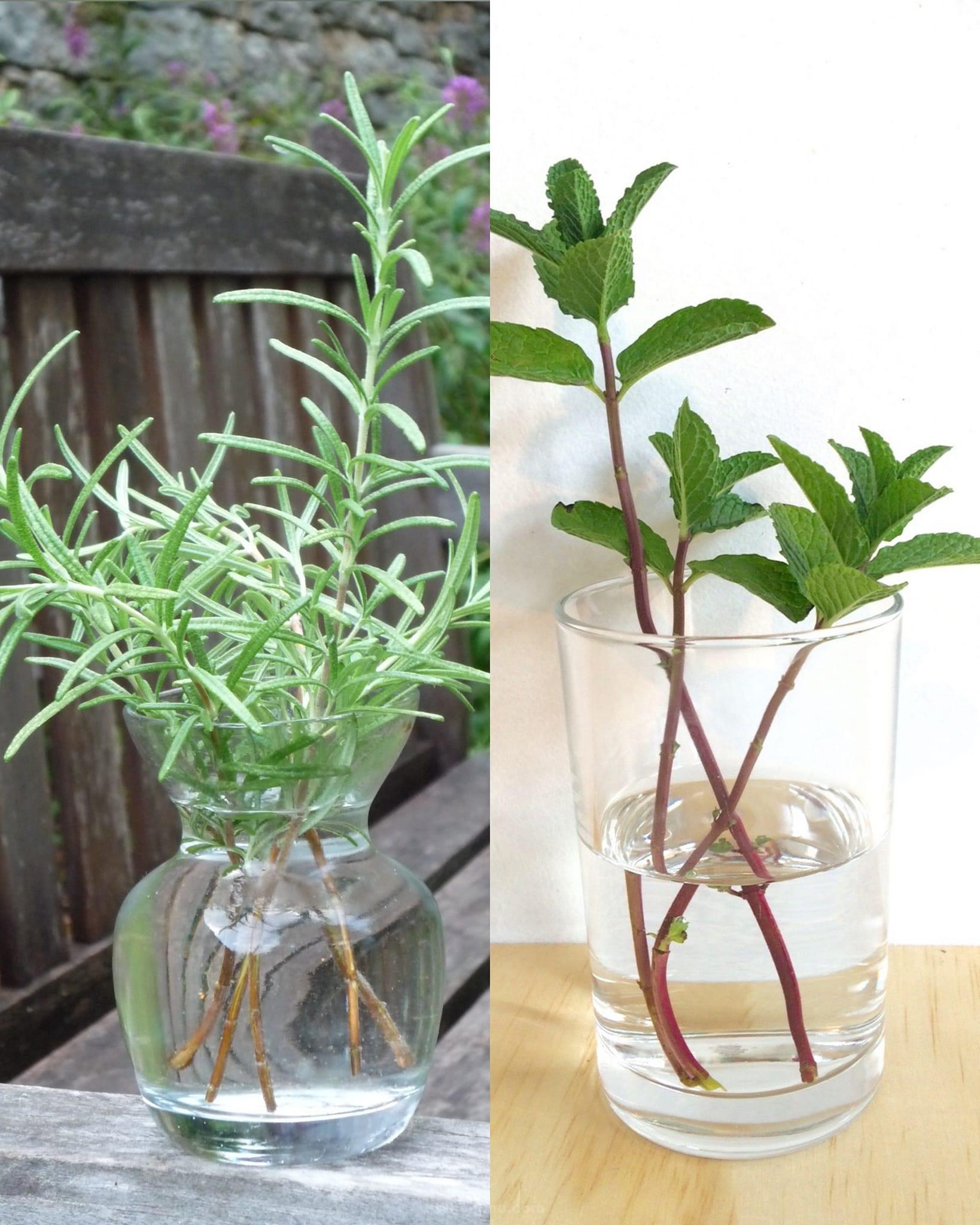 10 meilleures herbes à cultiver dans l’eau