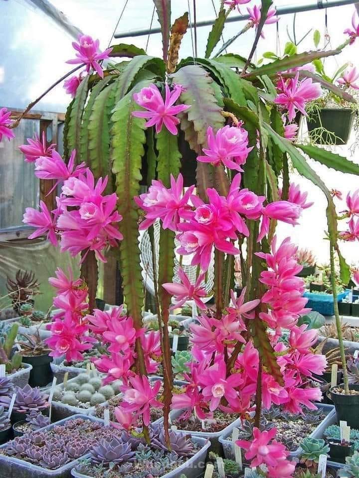 12 plantes d’intérieur suspendues faciles à entretenir et esthétiques