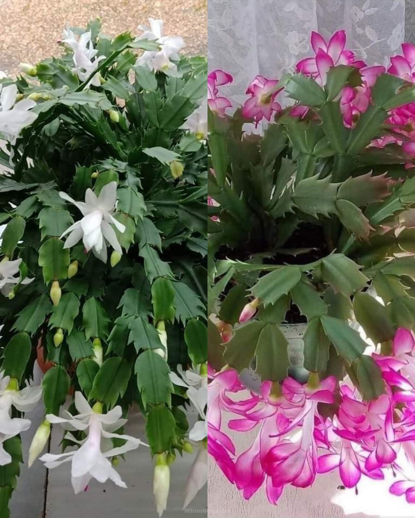 Le Guide Ultime pour Faire Fleurir Votre Cactus de Noël en 3 Etapes Simples