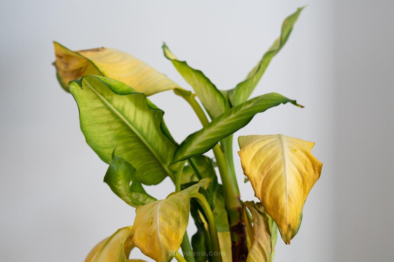 Découvrez la raison pour laquelle vos plantes d’intérieur jaunissent malgré vos soins attentifs