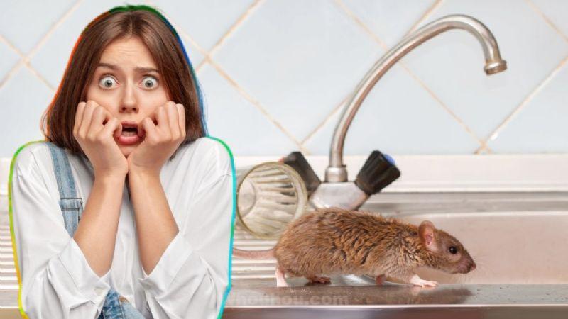 Dites adieu aux rats et rongeurs dans votre maison avec ces 2 ingrédients qui les élimineront instantanément