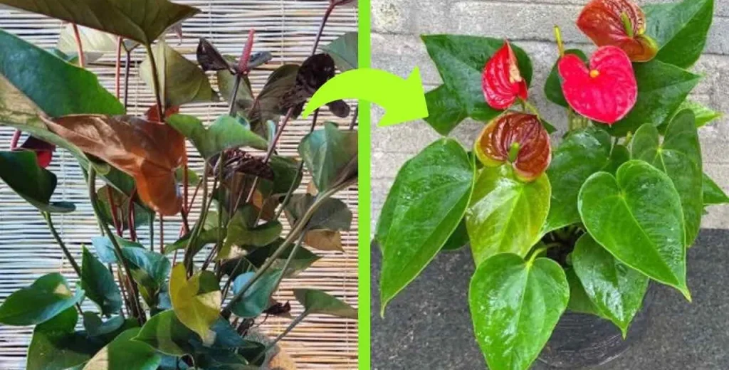 L’Anthurium : une plante au vie mystérieuse