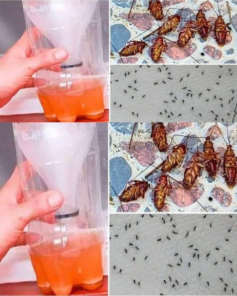 Une puissante recette maison pour se débarrasser des moustiques et des cafards