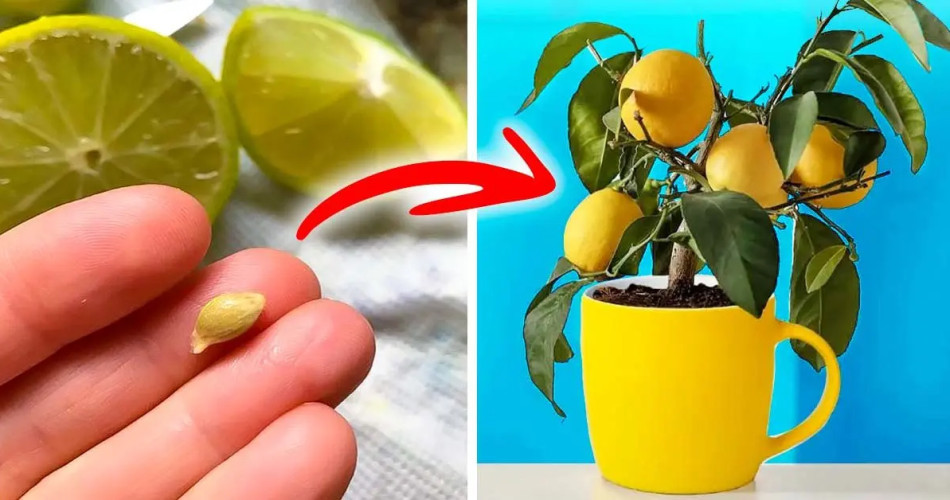 Cultivez la Magie chez Vous : Transformez les Graines de Citron en un Luxuriant Citronnier