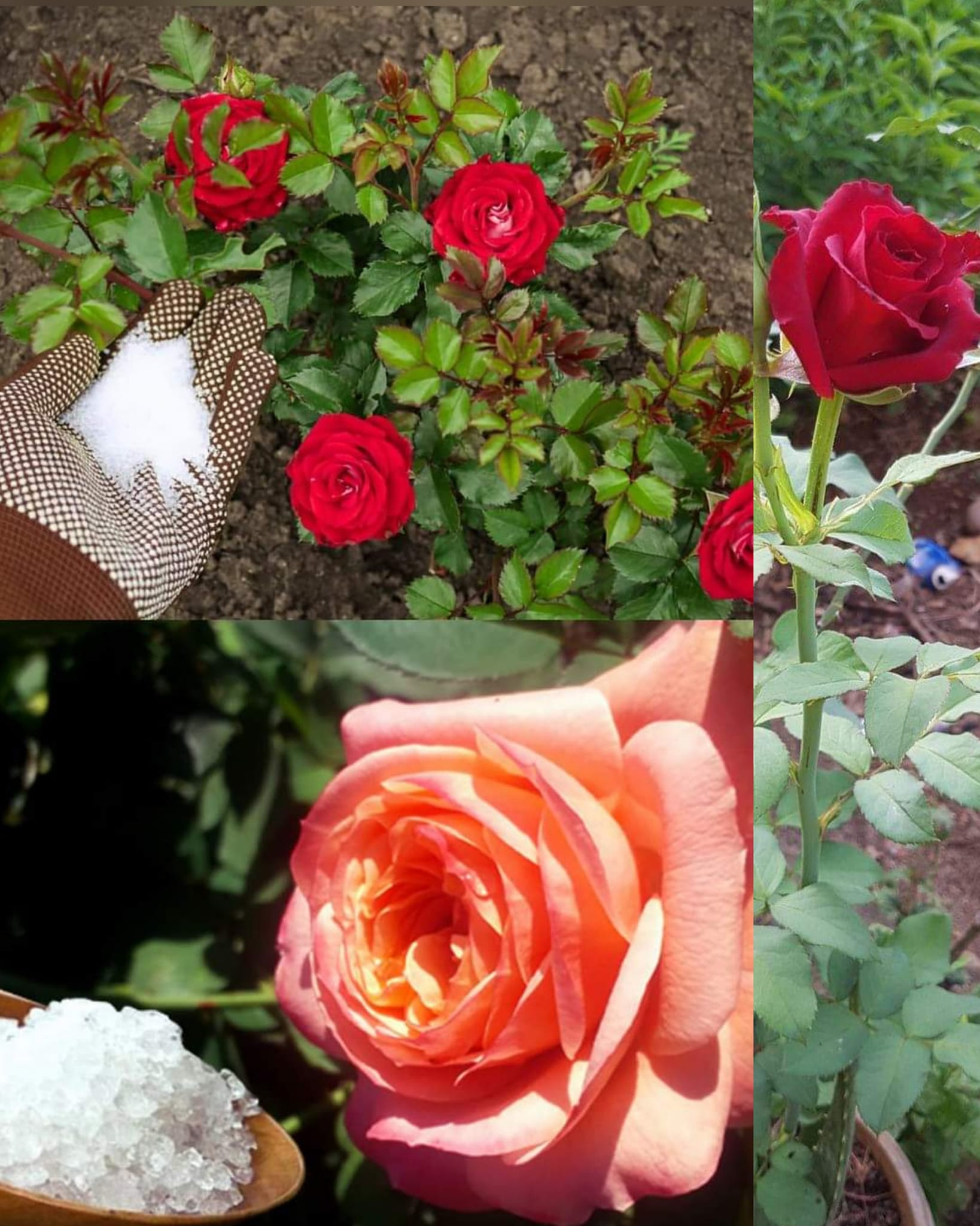 Comment utiliser le sel d’Epsom pour des roses plus lumineuses et plus fleuries
