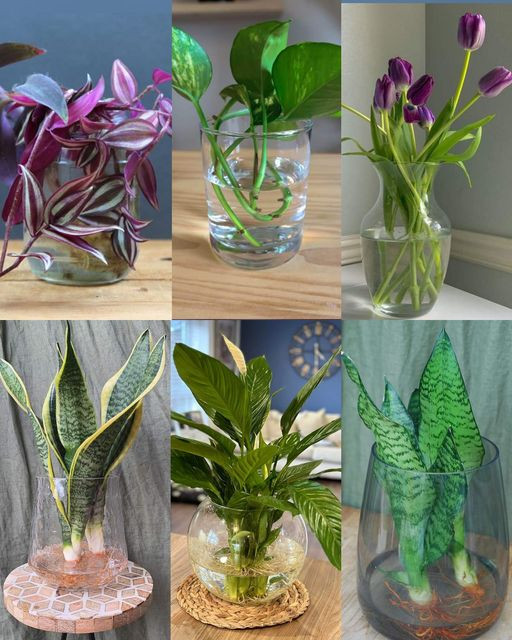 7 Belles Plantes d’Intérieur à Cultiver dans l’Eau