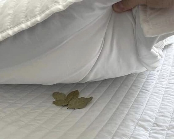 Laurier Sous l’Oreiller : Découvrez les Secrets Insoupçonnés pour un Sommeil Réparateur