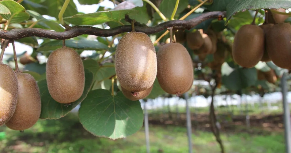 Faire pousser des kiwis en pot : Le guide complet