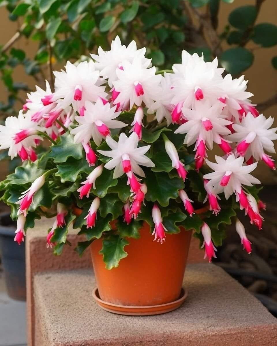 Le Secret pour Faire Fleurir un Cactus de Noël