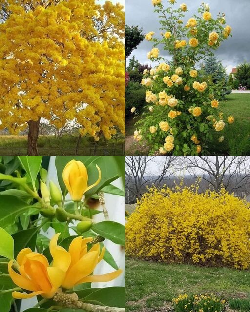 6 Arbres et Arbustes à Fleurs Jaunes Éclatants pour Sublimer votre Jardin