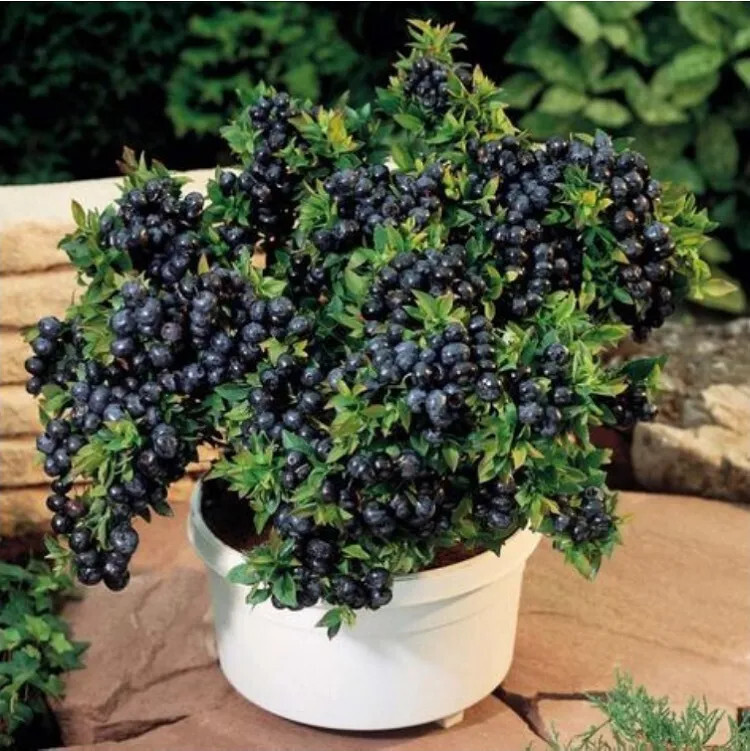 Comment faire pousser des myrtilles dans le jardin ou sur le balcon ?