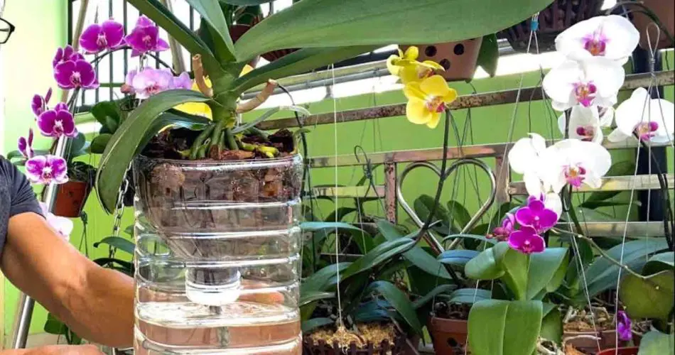 Comment faire pousser des orchidées sans arrosage pour qu’elles durent toute une vie